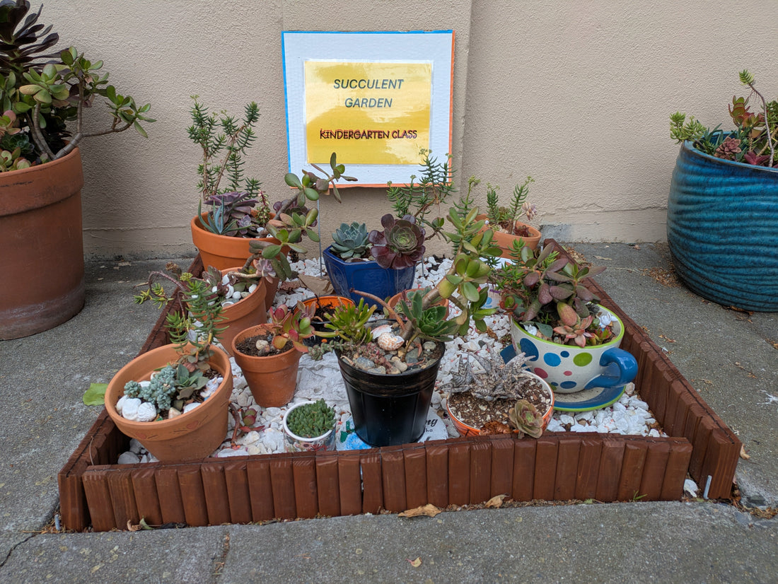 An unexpected tiny succulent garden and the beauty of small spaces