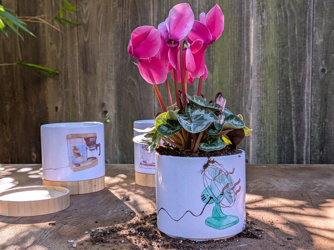 3 pots with plant in one